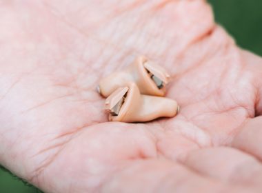 Os perigos dos amplificadores auditivos